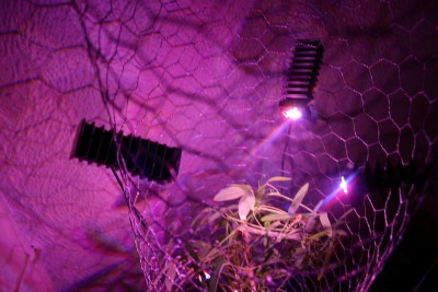 in Wirklichkeit sieht´s nicht so lila aus!